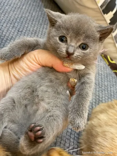 ID:2104-01894の子猫