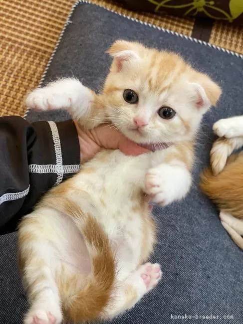 ID:2104-00001の子猫