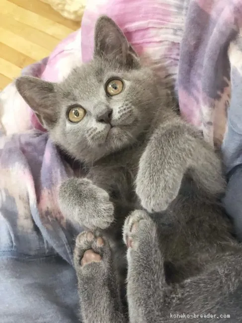 ID：1904-01124の子猫