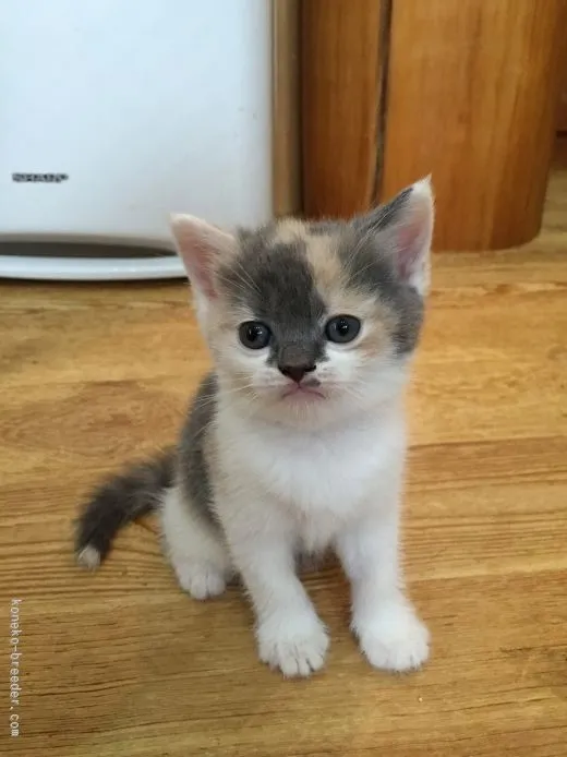 ID：1508-00375の子猫