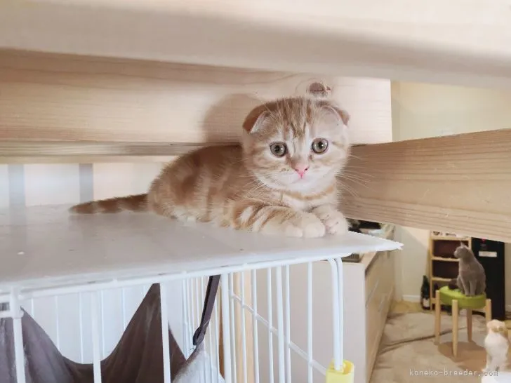 ID:2109-02504の子猫