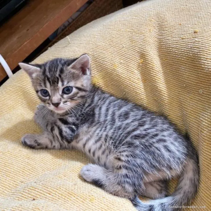 ID:2211-00394の子猫