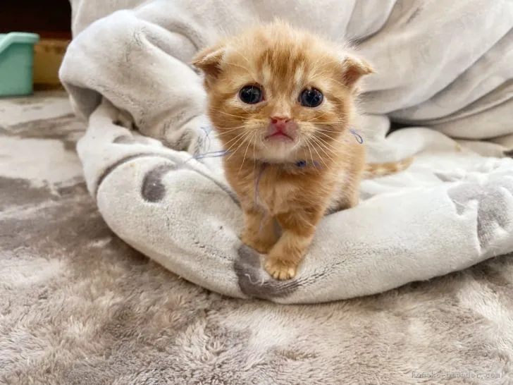 ID:2201-02099の子猫