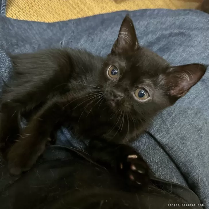 ID:2408-00392の子猫