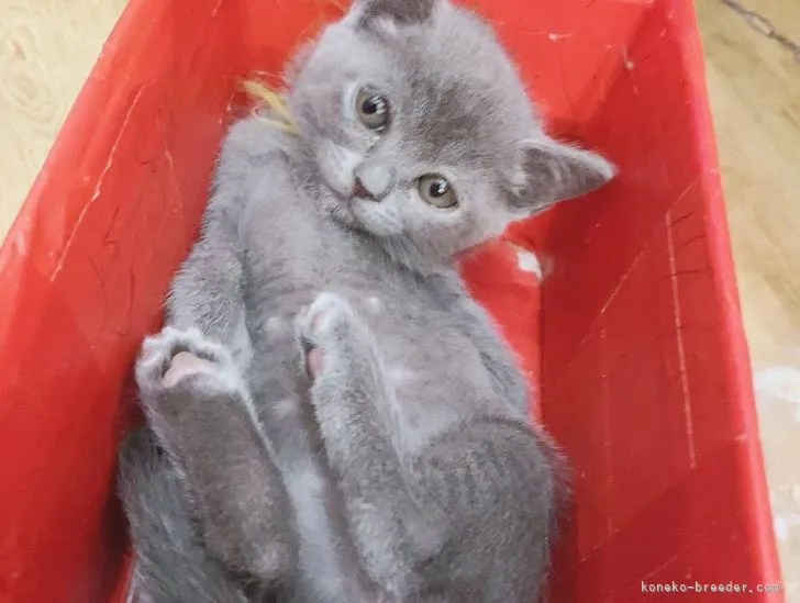 ID：2111-01966の子猫