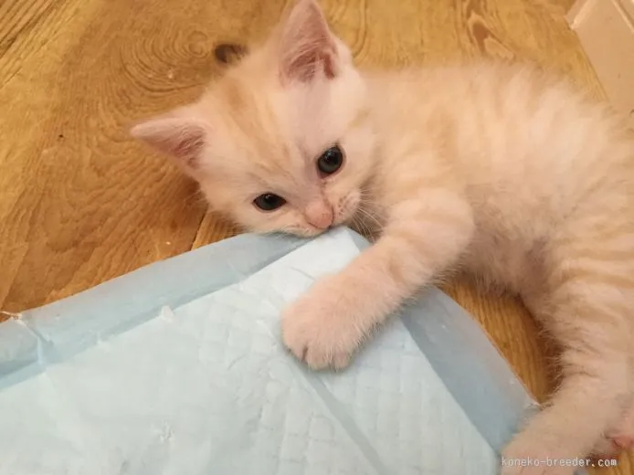 ID:1507-00449の子猫