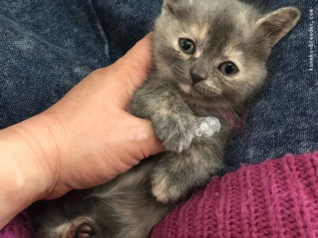 愛ちゃんママ 様のお迎えした子猫