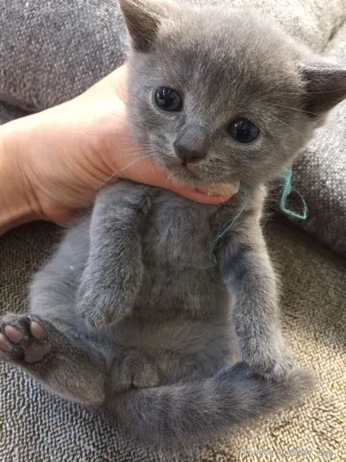 ID：1602-00082の子猫