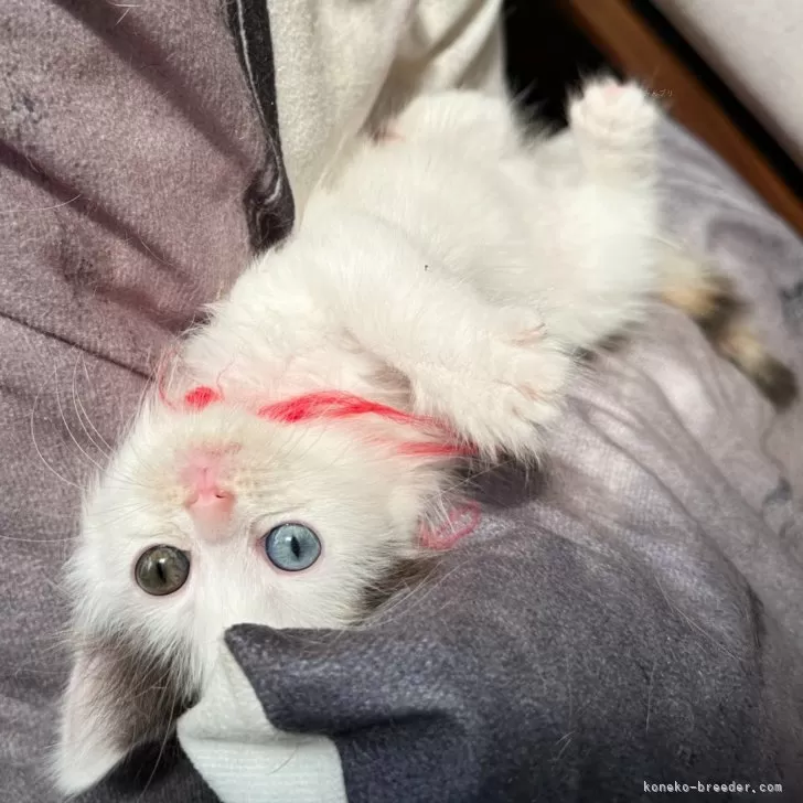 ID：2406-01792の子猫