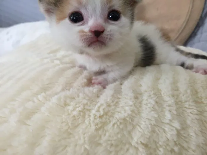 ID:1504-00061の子猫