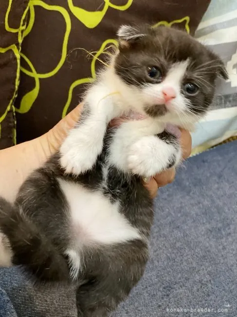 スコティッシュフォールド(折れ耳)【徳島県・女の子・2021年3月8日・ブラック&amp;ホワイト】の写真1