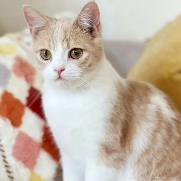 ID:2208-00476の子猫