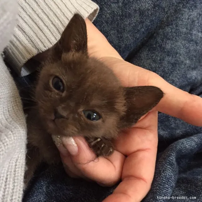 ID:1602-00344の子猫
