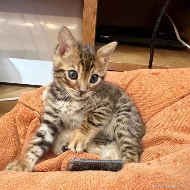ID:2404-03013の子猫