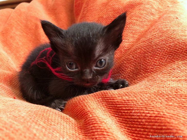 ボンベイの子猫をお迎えいただいたお客様の声 口コミ 評判 徳島県 みんなの子猫ブリーダー