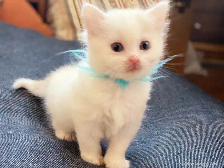 ID：2107-00282の子猫