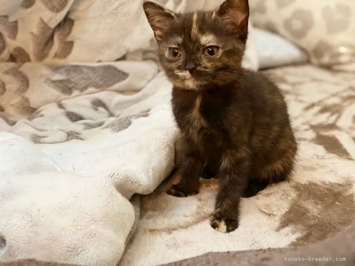 ID:2111-01337の子猫