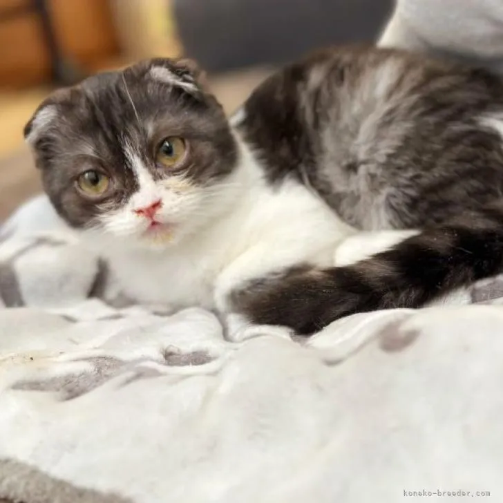 ID:2208-01303の子猫