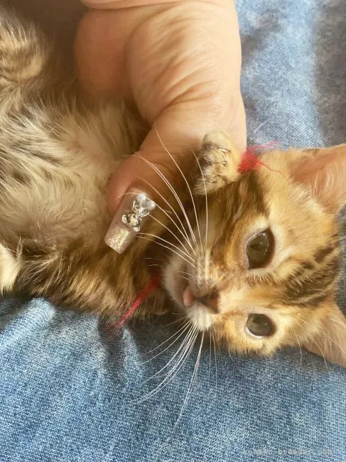 ID：2201-00570の子猫