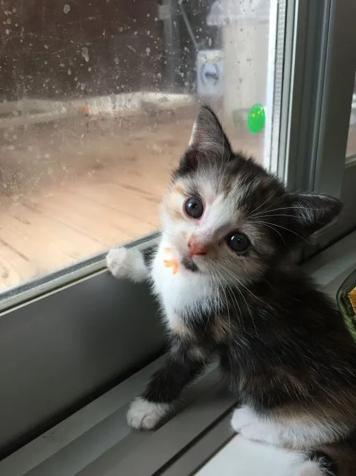 ID:1506-00440の子猫