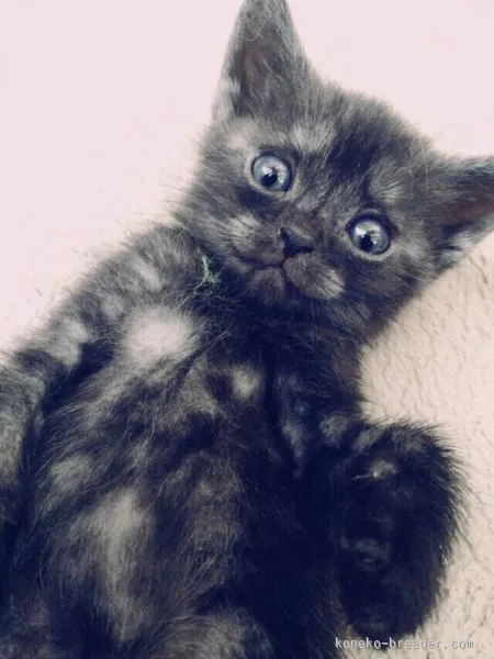ID:1507-00247の子猫