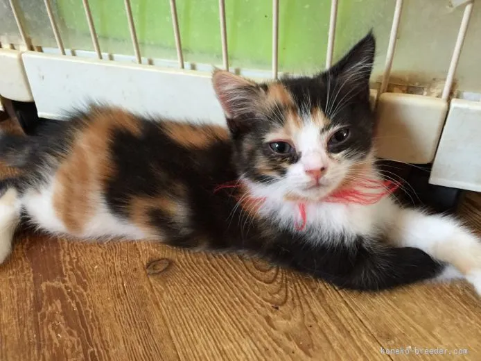 ID：1507-00448の子猫