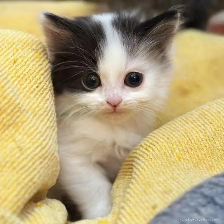 ID：2212-01521の子猫