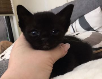 ボンベイ【徳島県・男の子・2016年1月7日・ブラック（ショートヘア）】の写真「ジジのモデルになった猫種、ボンベイです」