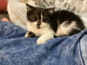 スコティッシュフォールド【徳島県・女の子・2020年11月16日・ブラック&ホワイト（短毛）】の写真「まん丸お目目の美人さん❤身体は小さめです」