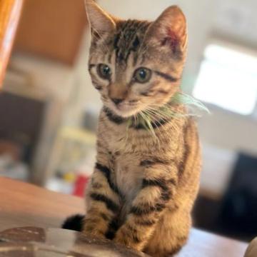 マンチカン【徳島県・男の子・2022年9月18日・ブラウンタビー（短毛）】の写真「人懐こくて優しい男の子♡」