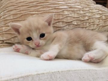 マンチカン【徳島県・男の子・2016年7月11日・クリームタビー&ホワイト（短毛）】の写真「とっても人懐こくて可愛いんです(≧∇≦*)」