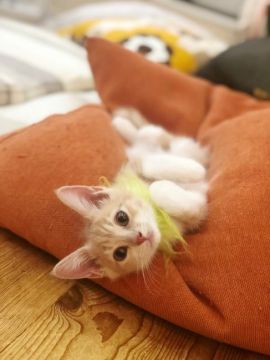 マンチカン(長足)【徳島県・男の子・2019年5月24日・クリームタビー&ホワイト（短毛）】の写真「まだまだ可愛い盛り❤癒し系❤サマーセール中」