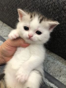 スコティッシュフォールド(立ち耳)【徳島県・男の子・2018年1月9日・シルバータビー&ホワイト（短毛）】の写真「水玉模様が可愛い甘えんぼちゃん(*ΦωΦ)」