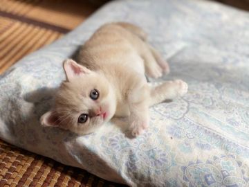 マンチカン【徳島県・男の子・2021年2月20日・クリームタビー（短毛）】の写真「泣き顔がとっても可愛い❤」
