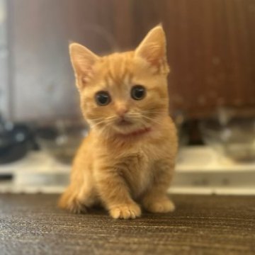 マンチカン【徳島県・女の子・2023年3月30日・レッドタビー（短毛）】の写真「可愛い♡可愛い♡極短足♡可愛すぎ」