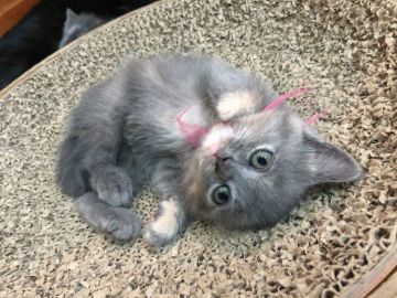 マンチカン(長足)【徳島県・女の子・2018年1月22日・ブルークリーム（短毛）】の写真「困った顔が可愛い女の子(ω´∀`ω)ﾆｬﾝ♪」