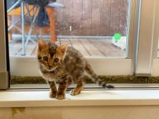 みんなの猫図鑑 ベンガル みんなの猫図鑑 ベンガル