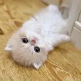 ミヌエット(長足)【徳島県・女の子・2022年7月14日・クリームタビー&ホワイト】の写真1