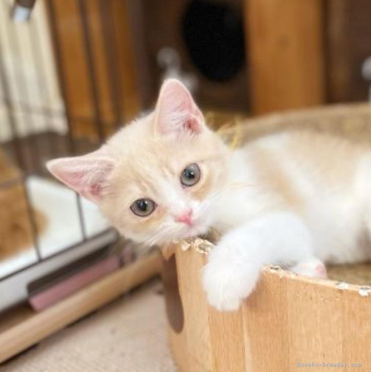 マンチカン 長足 徳島県 男の子 22年7月1日 クリームタビー ホワイト 可愛い 可愛い 可愛い みんなの子猫ブリーダー 子猫id 28