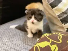 スコティッシュフォールド(折れ耳)【徳島県・女の子・2021年3月8日・ブラック&ホワイト】の写真2