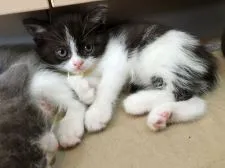 マンチカン(長足)【徳島県・男の子・2018年1月22日・ブラック&ホワイト】の写真2