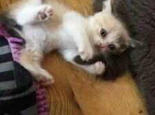 スコティッシュフォールド【徳島県・女の子・2015年7月26日・ダイリュートキャリコ】の写真2