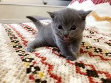 シャルトリュー【徳島県・女の子・2017年11月27日・ブルー】の写真3