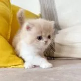 ミヌエット(長足)【徳島県・女の子・2022年7月14日・クリームタビー&ホワイト】の写真4