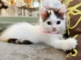 スコティッシュフォールド(立ち耳)【徳島県・女の子・2024年4月8日・キャリコ (オッドアイ)】の写真4