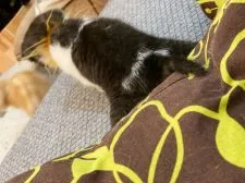 スコティッシュフォールド(折れ耳)【徳島県・女の子・2021年3月8日・ブラック&ホワイト】の写真5