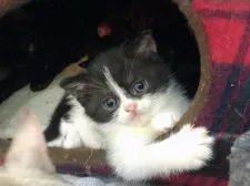 マンチカン(長足)【徳島県・男の子・2018年1月22日・ブラック&ホワイト】の写真5