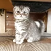 スコティッシュフォールド(折れ耳)【徳島県・女の子・2025年5月14日・ブルースポテッドタビー】の写真12