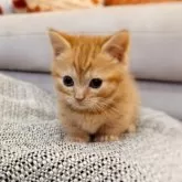 マンチカン(短足)【徳島県・男の子・2025年11月10日・レッドタビー】の写真11