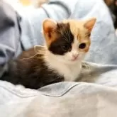 スコティッシュフォールド(立ち耳)【徳島県・女の子・2025年9月12日・キャリコ】の写真3